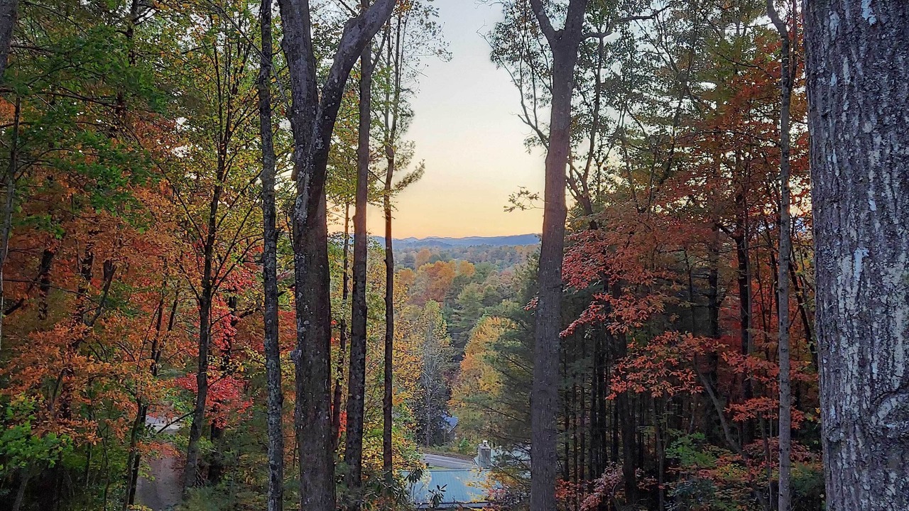 Photo of Others in Pisgah Forest