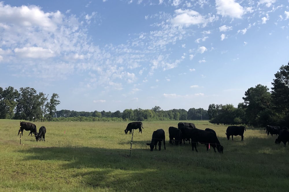 Photo of Others in Johnston County