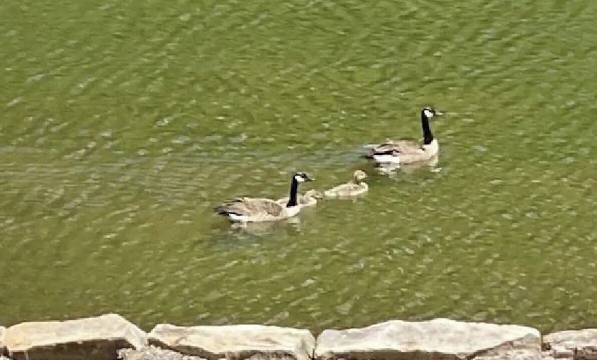 Photo of Outdoor in Flat Rock