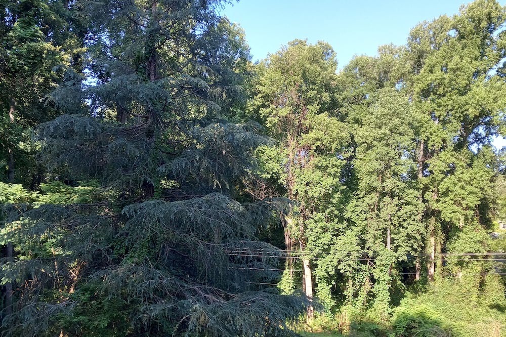 Photo of Outdoor in Rutherfordton
