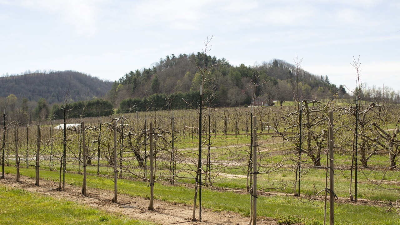 Photo of Outdoor in Hendersonville