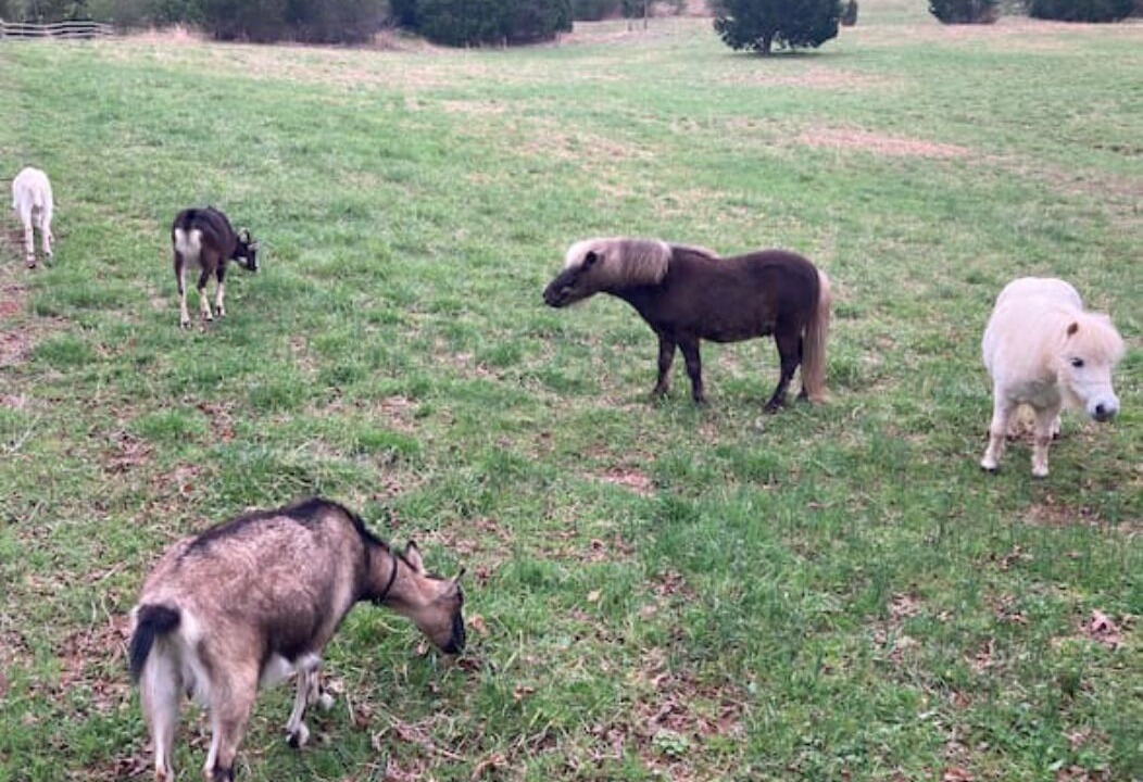Photo of Outdoor in Rutherfordton