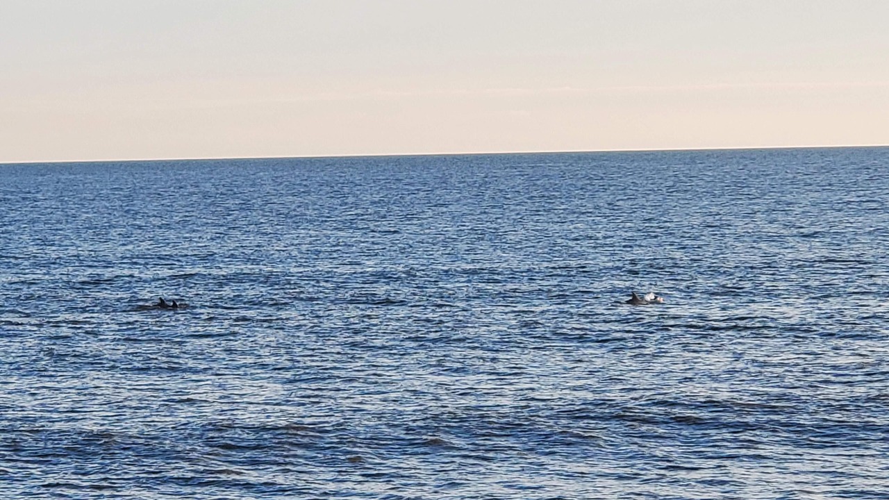 Photo of Others in Sneads Ferry