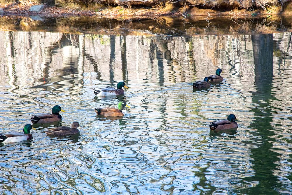 Photo of Others in Maggie Valley