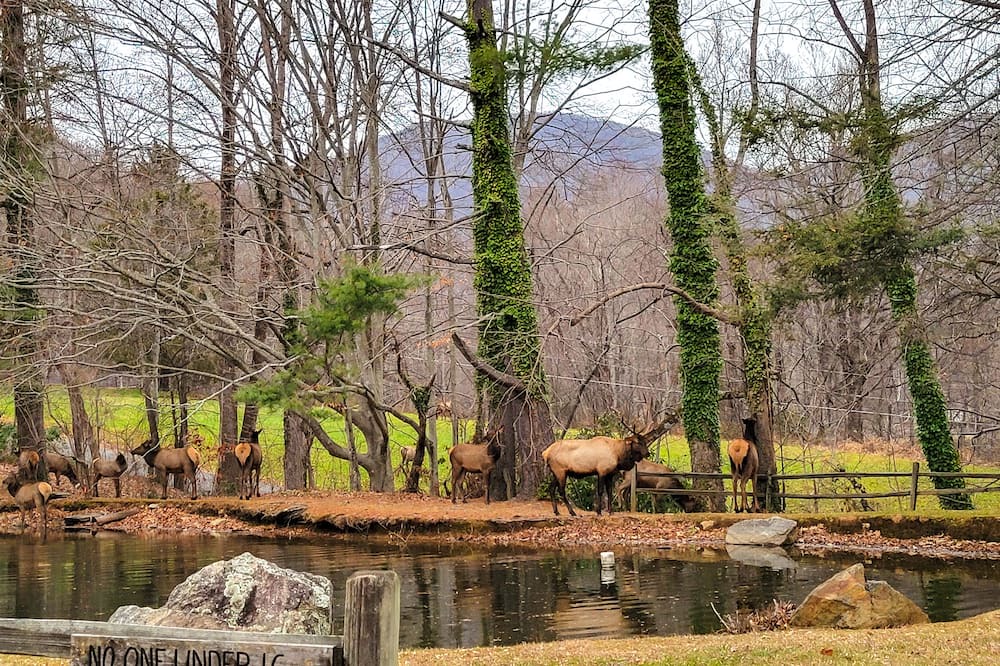 Photo of Others in Maggie Valley