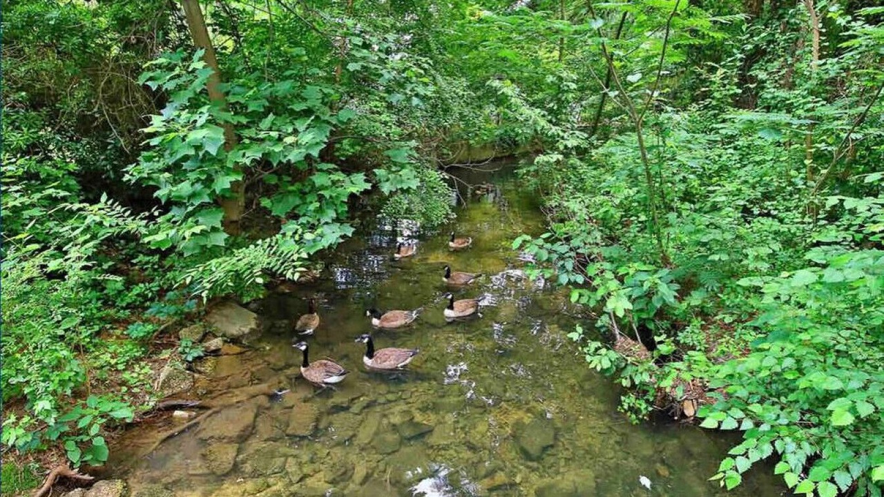 Photo of Outdoor in North Raleigh