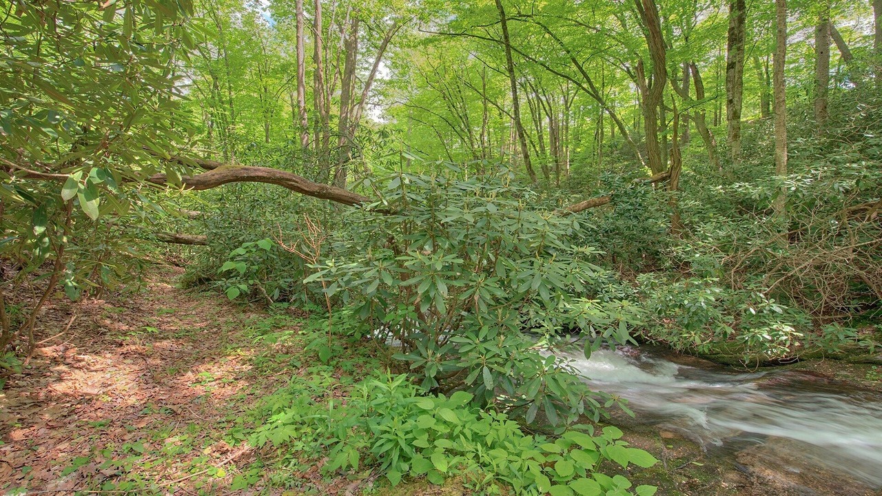 Photo of Outdoor in Waynesville