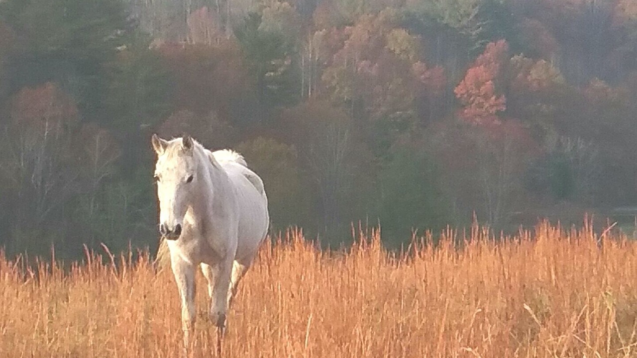 Photo of Others in Spruce Pine