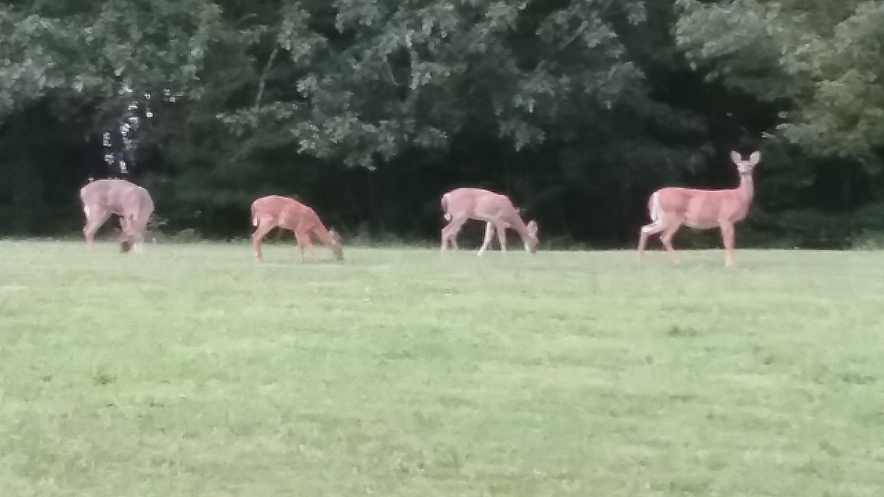 Photo of Outdoor in Spruce Pine