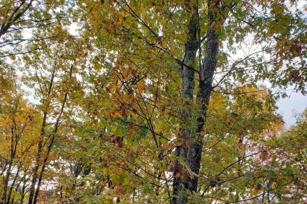 Photo of Others in Beech Mountain