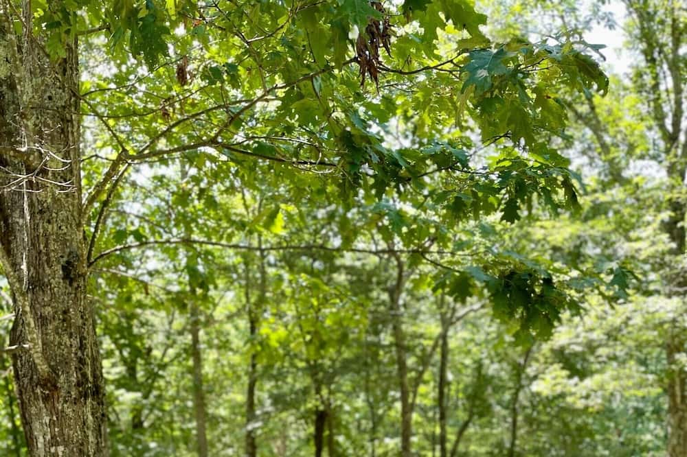 Photo of Outdoor in Beech Mountain