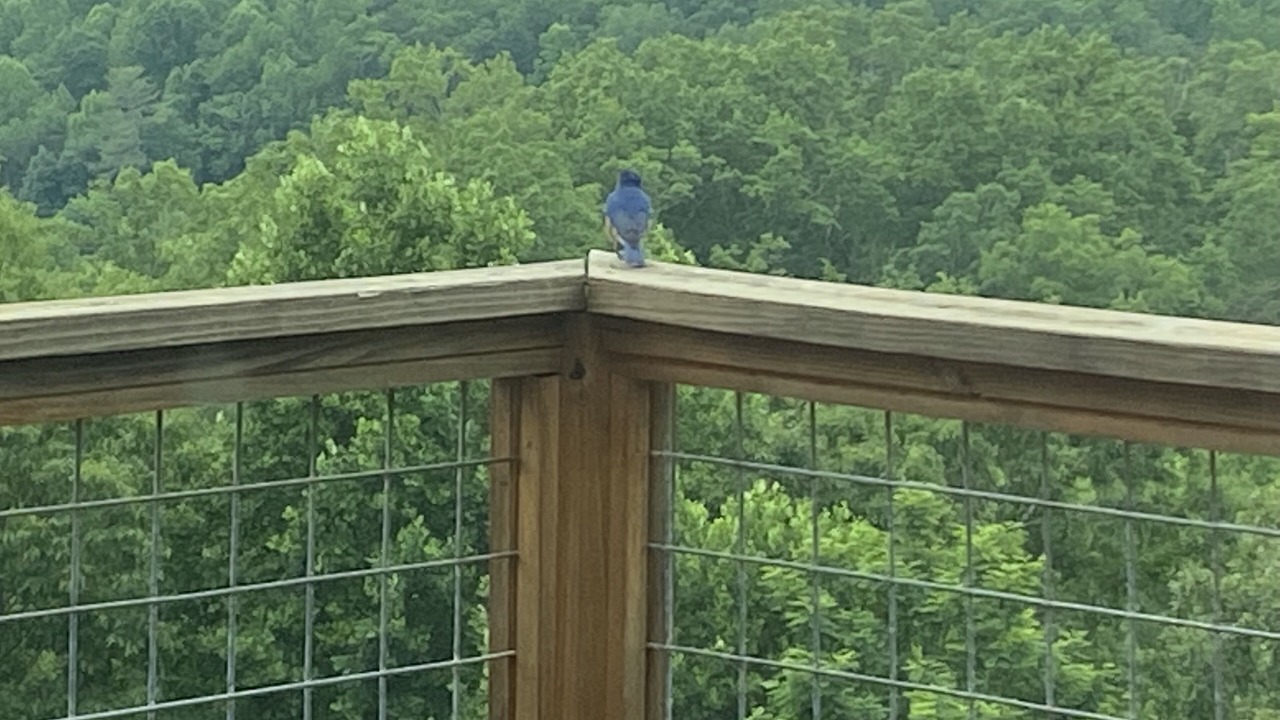 Photo of Outdoor in Mill Spring