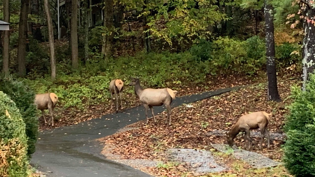Photo of Others in Maggie Valley