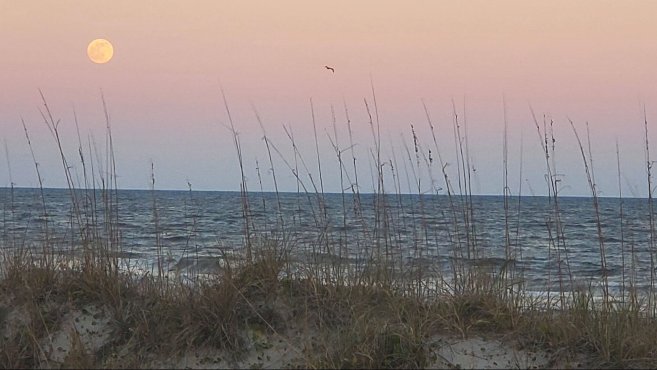 Photo of Others in Wilmington Beach