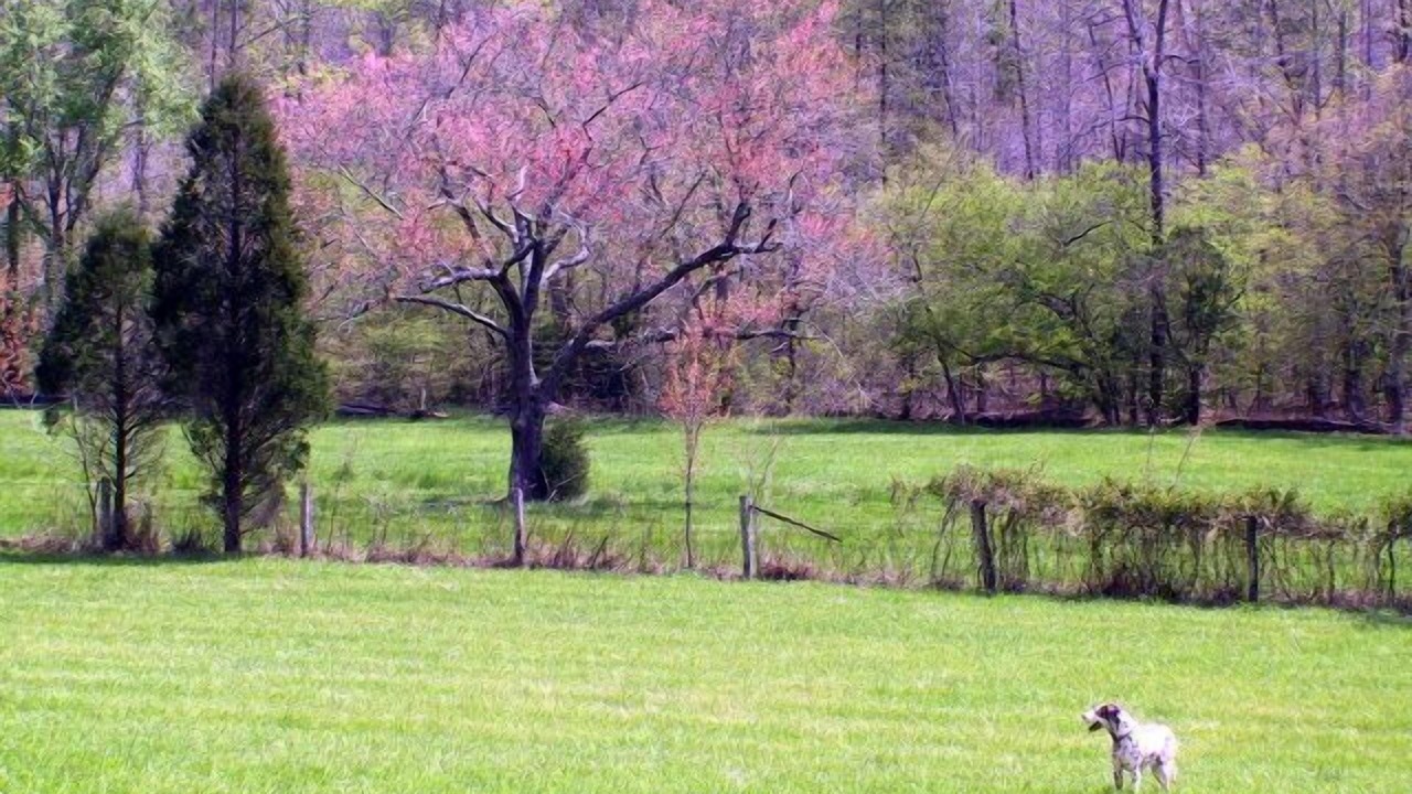 Photo of Others in Bostic