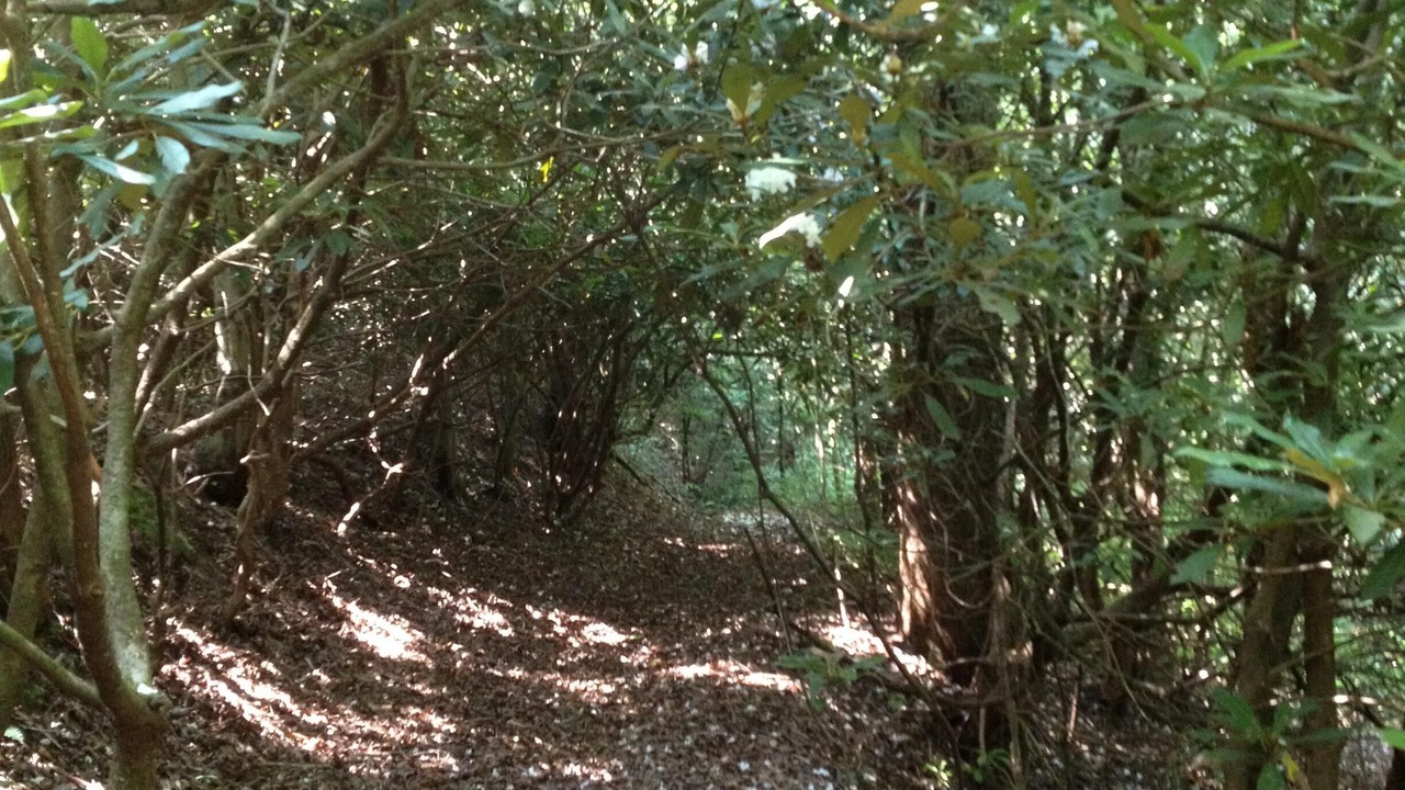 Photo of Outdoor in Brevard