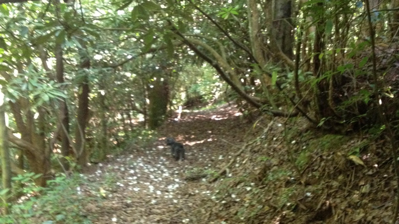 Photo of Outdoor in Brevard