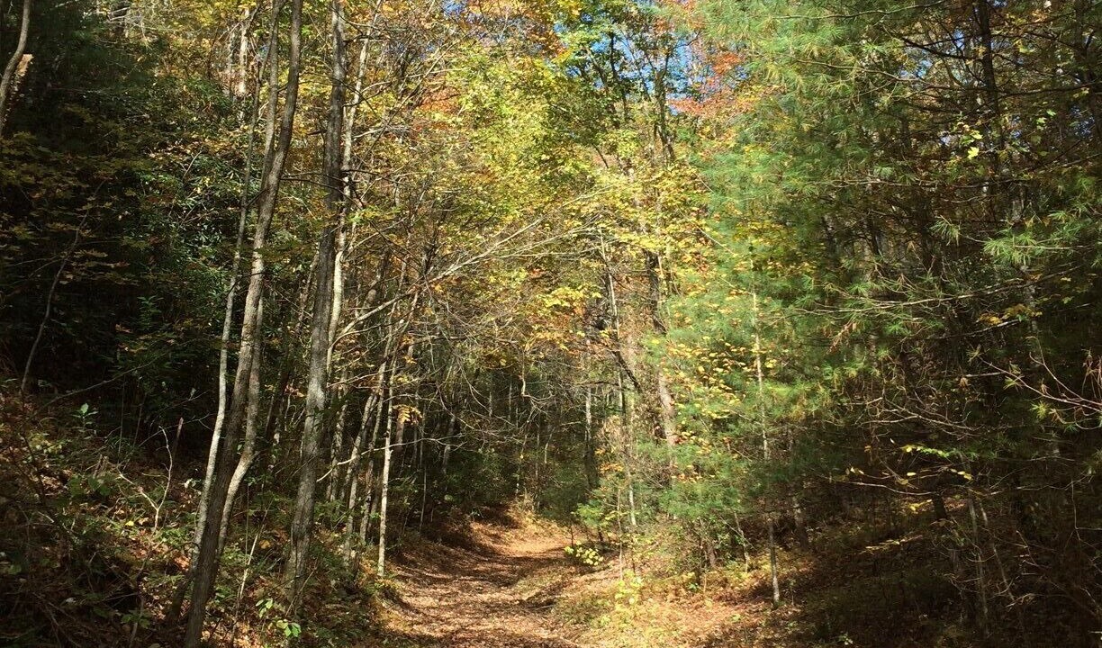 Photo of Outdoor in Brevard