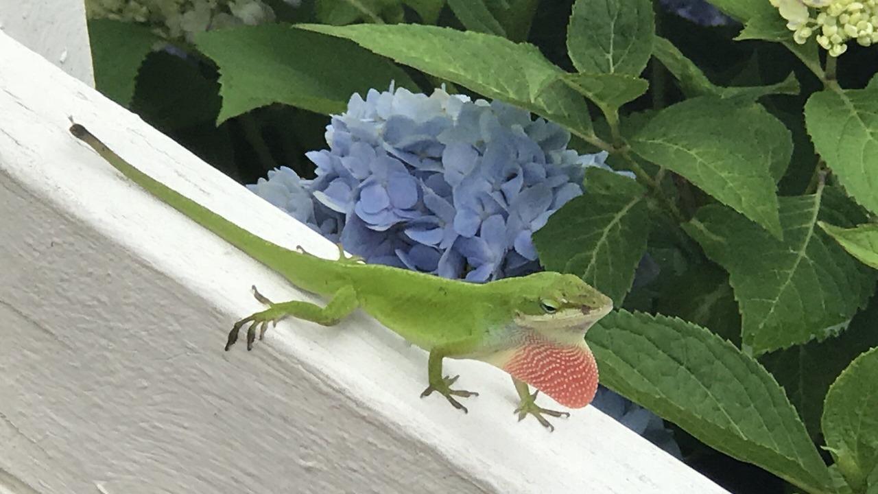 Photo of Outdoor in Columbia
