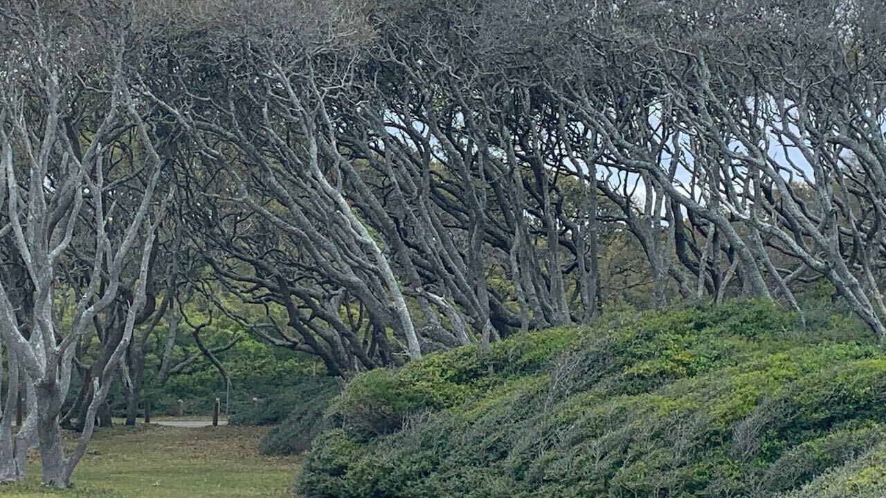 Photo of Outdoor in Kure Beach