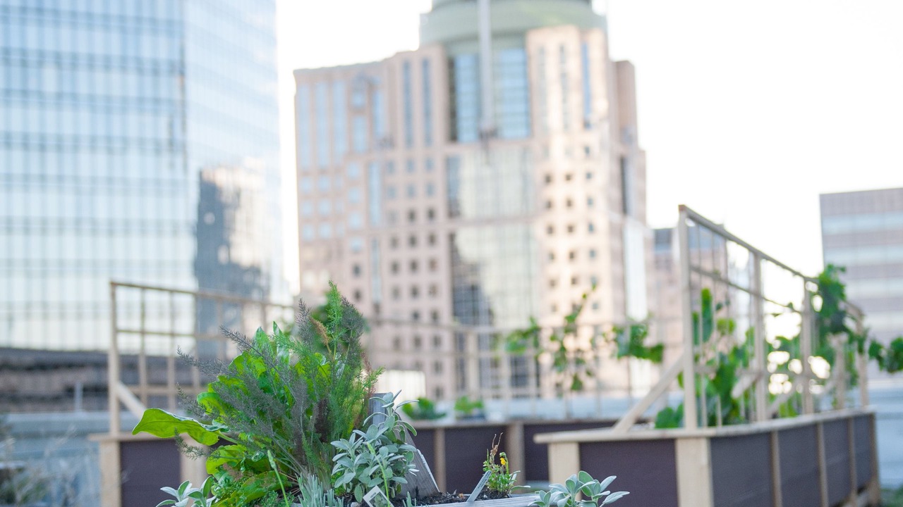 Photo of Outdoor in Charlotte Center City