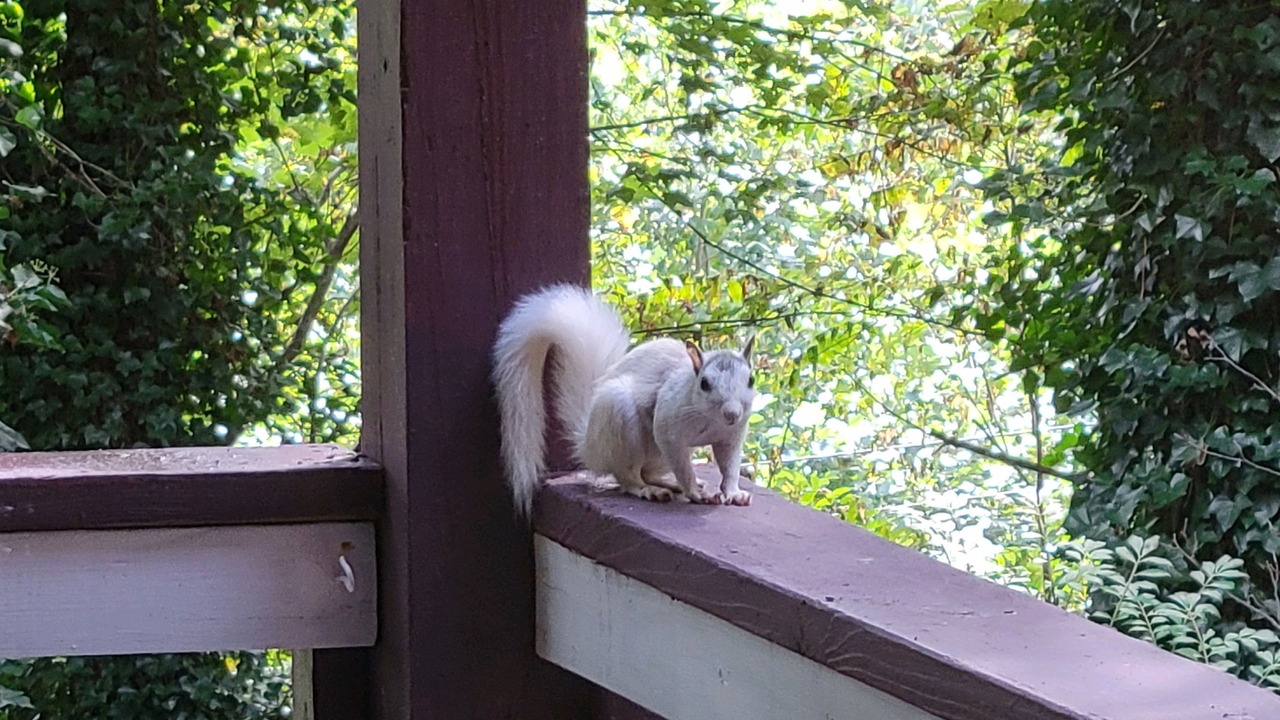 Photo of Outdoor in Brevard