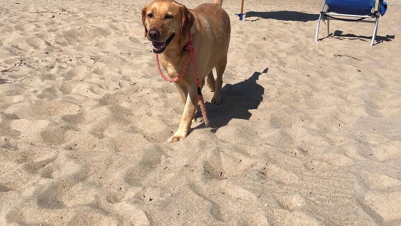 Photo of Others in Nags Head