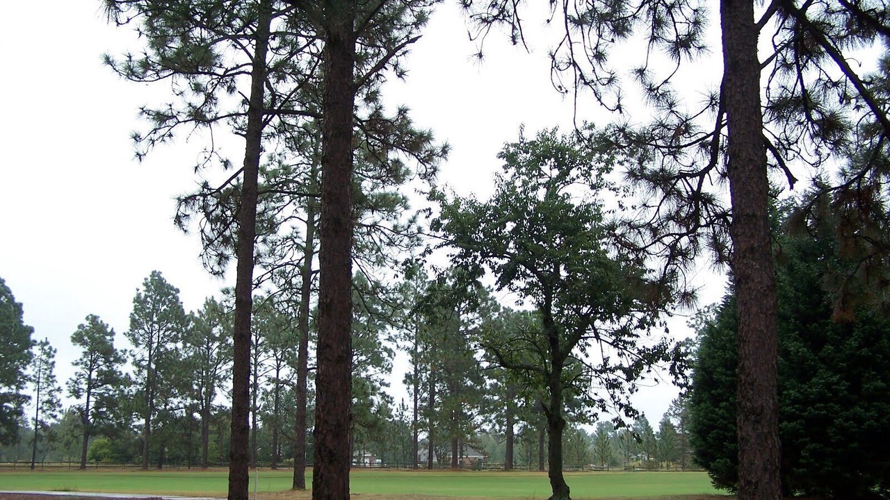 Photo of Others in Foxfire