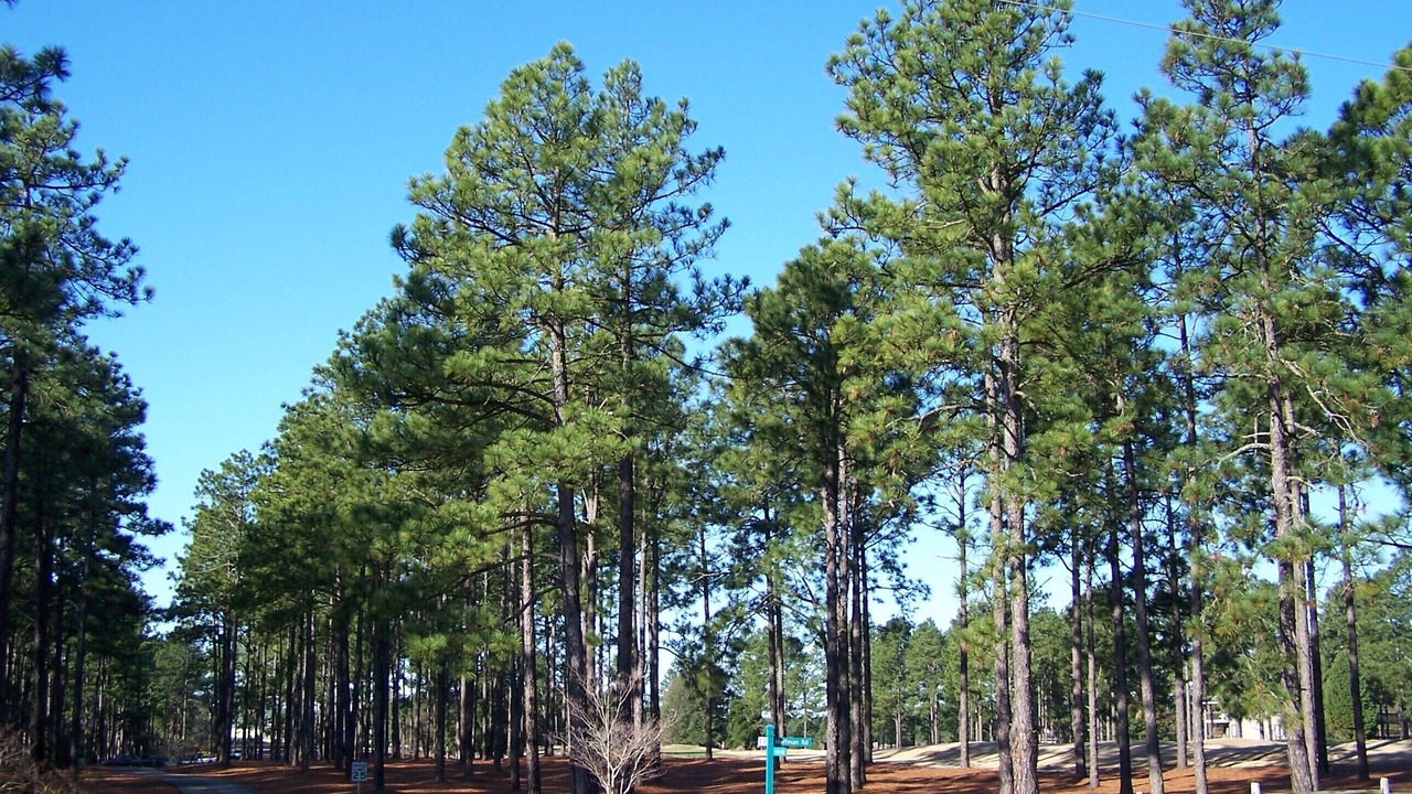 Photo of Outdoor in Foxfire