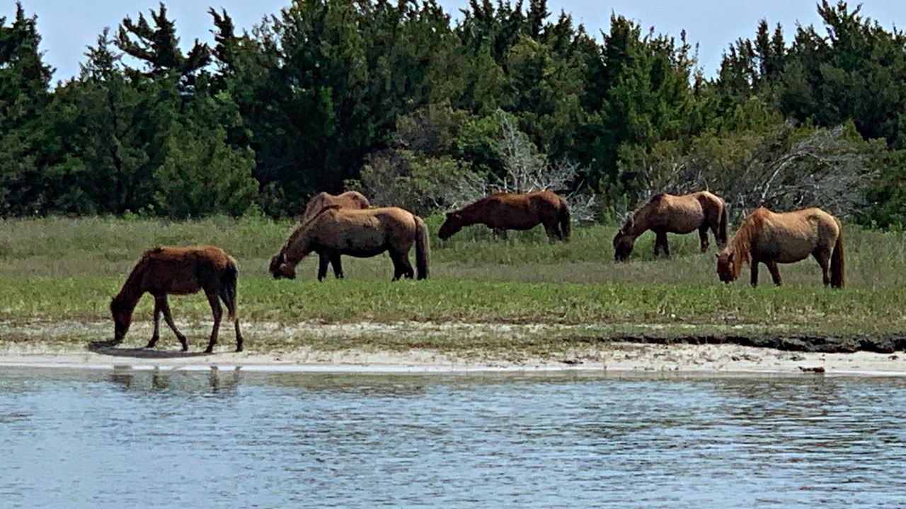 Photo of Others in Morehead City
