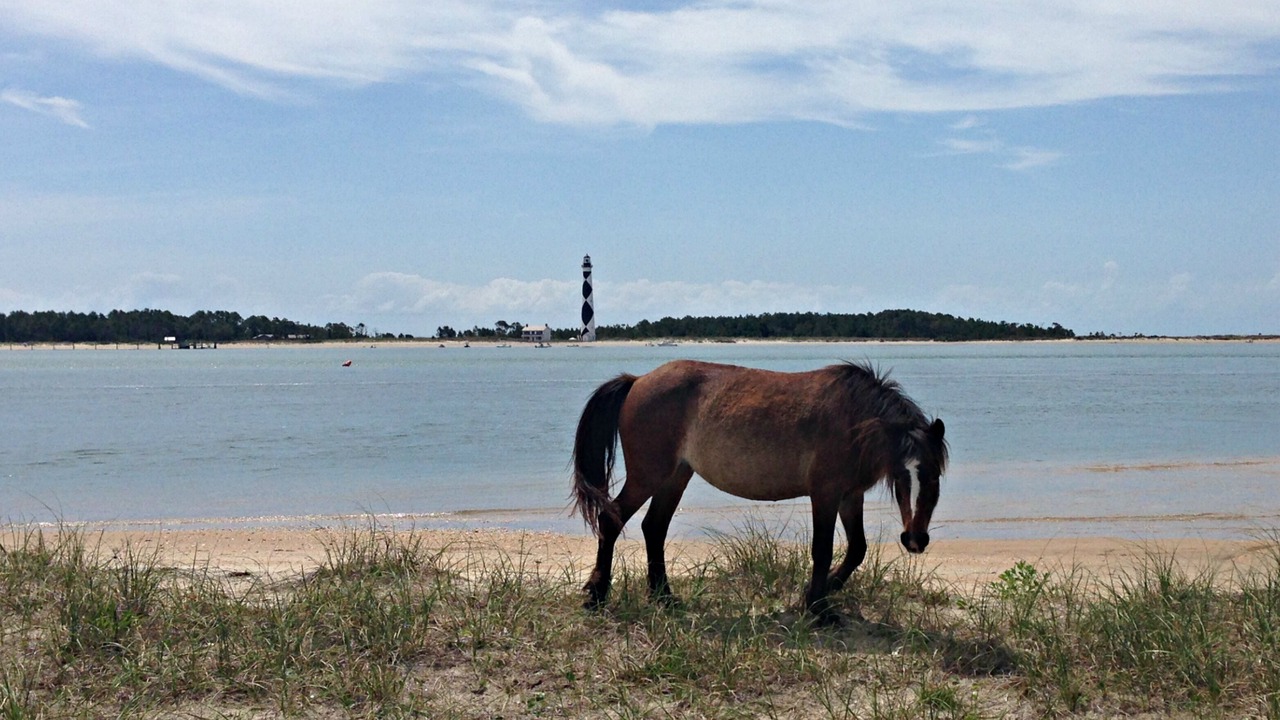 Photo of Others in Morehead City