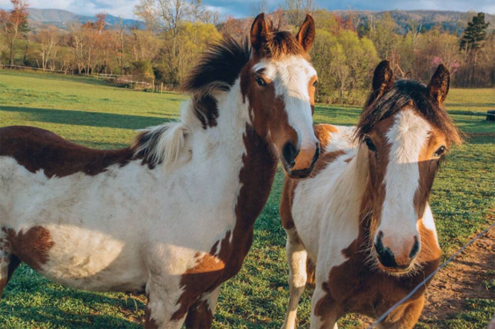Photo of Others in Penrose