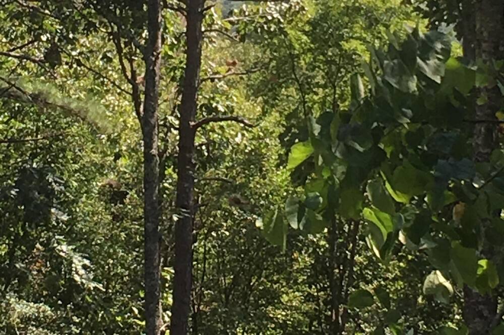Photo of Others in Mills River