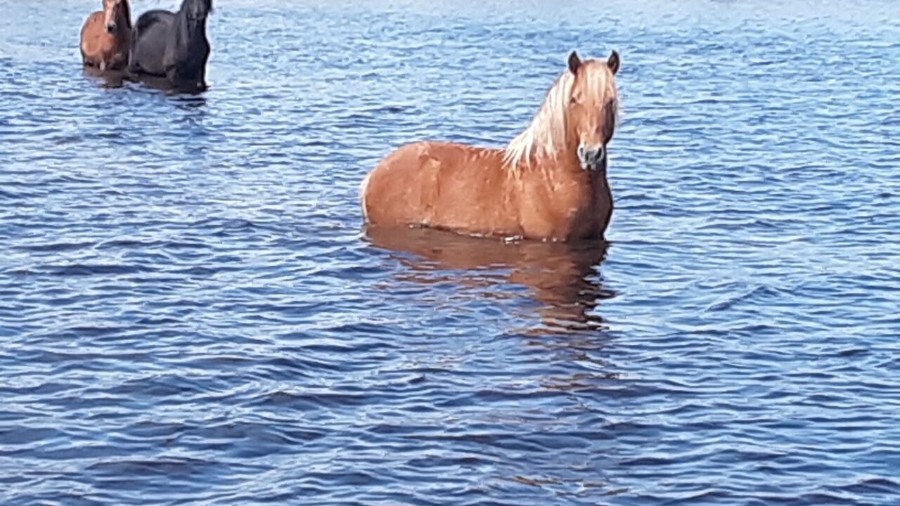 Photo of Others in Carova Beach
