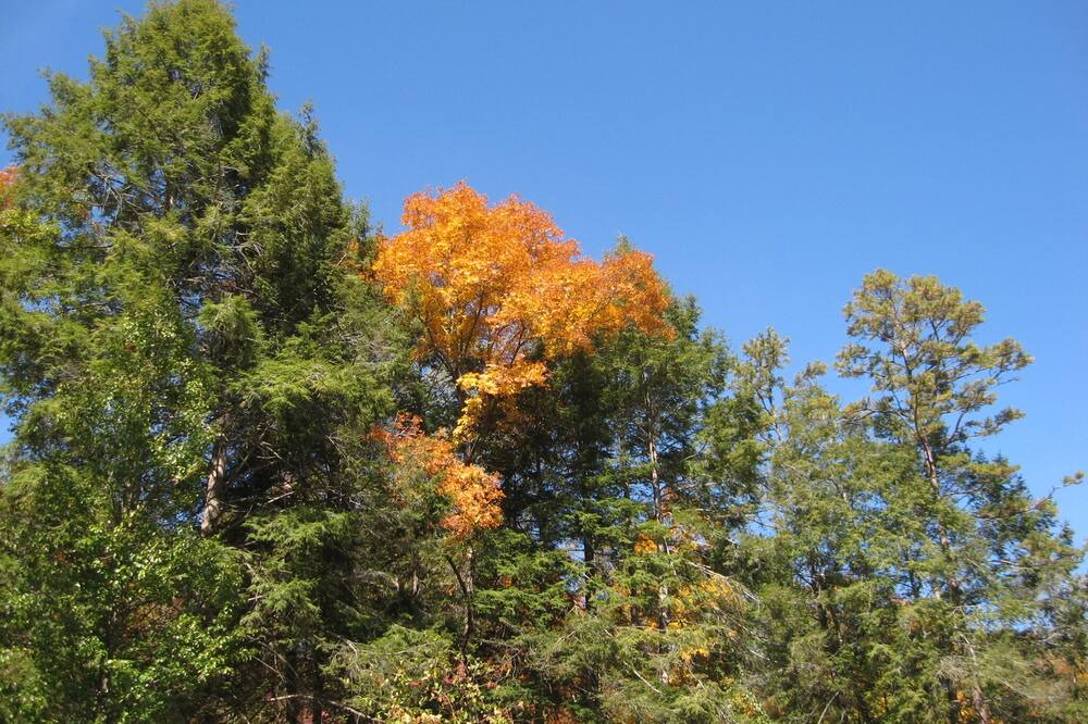 Photo of Outdoor in Unaka