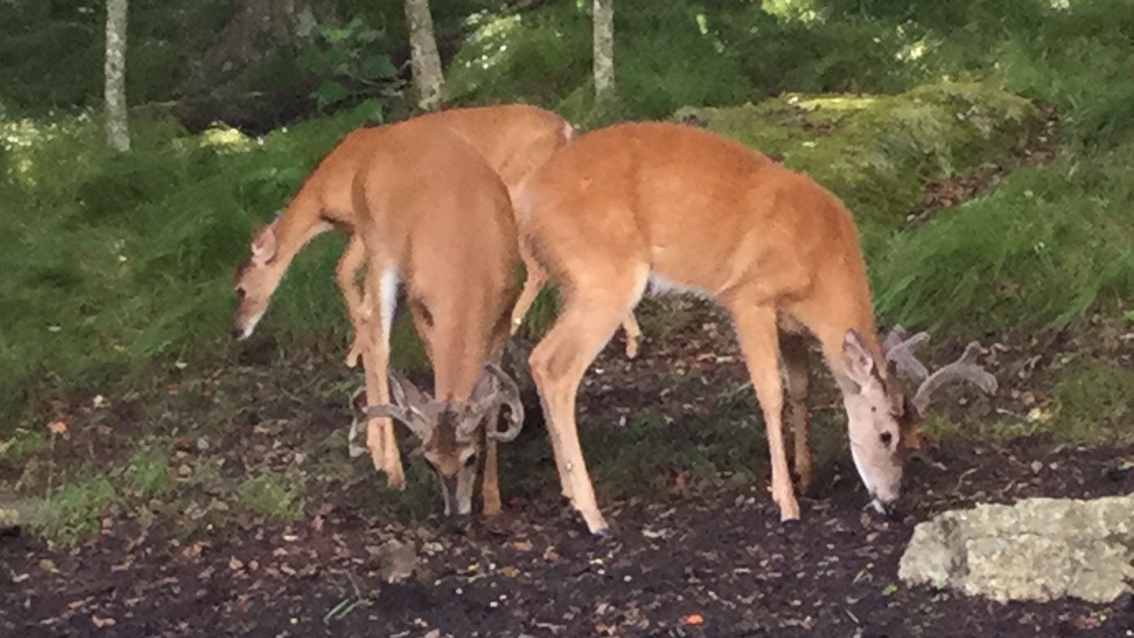 Photo of Outdoor in Beech Mountain