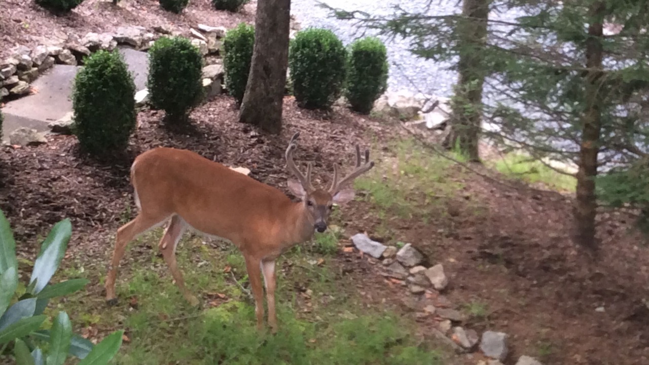 Photo of Outdoor in Beech Mountain