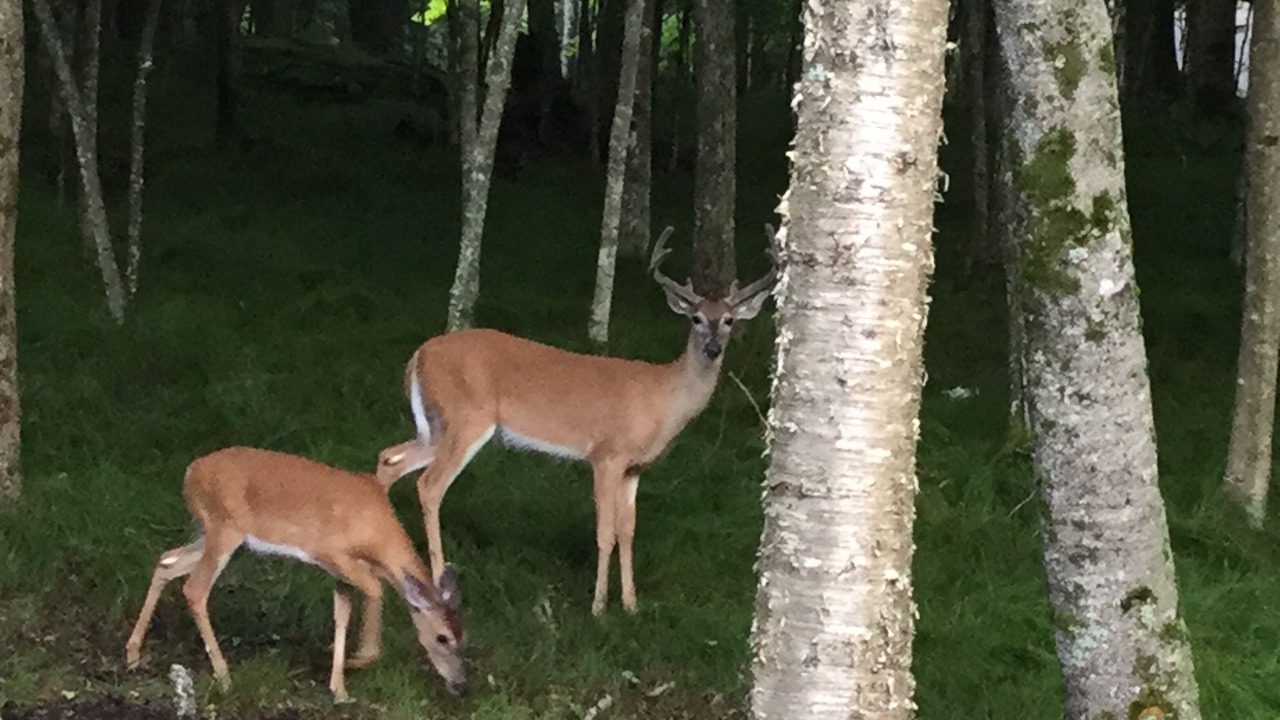 Photo of Outdoor in Beech Mountain