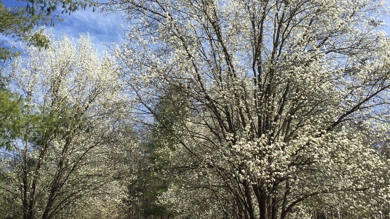 Photo of Outdoor in Morganton