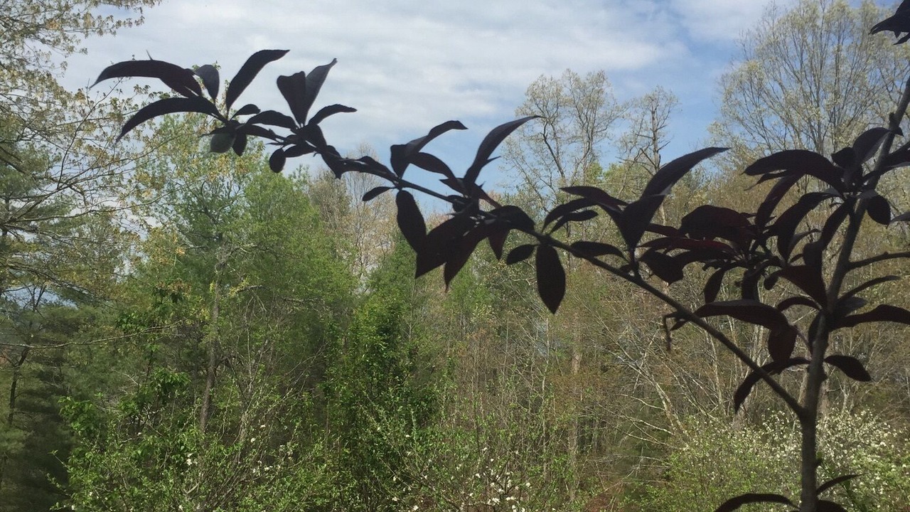 Photo of Outdoor in Morganton