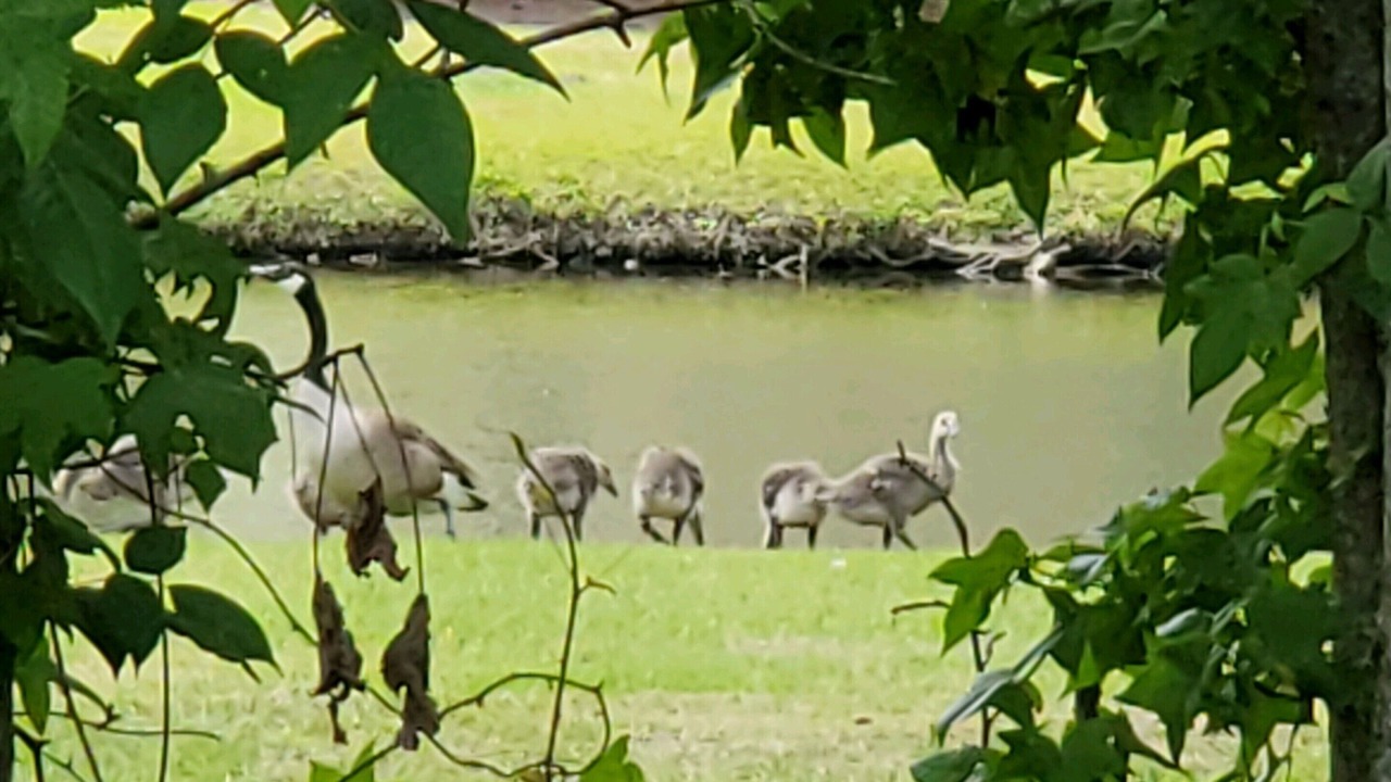 Photo of Outdoor in Belhaven