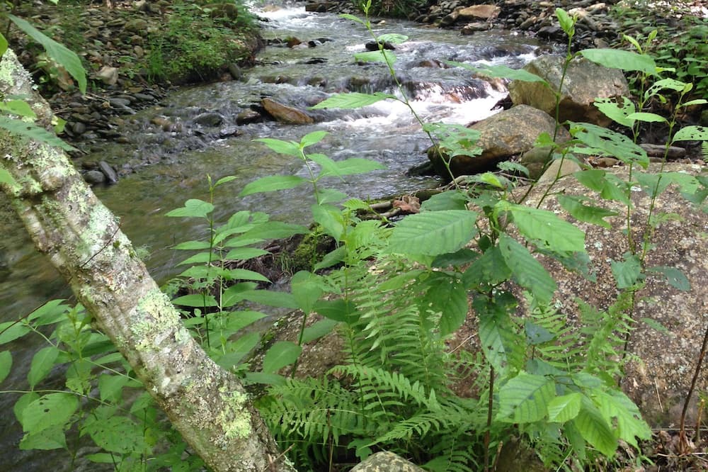 Photo of Others in Hayesville
