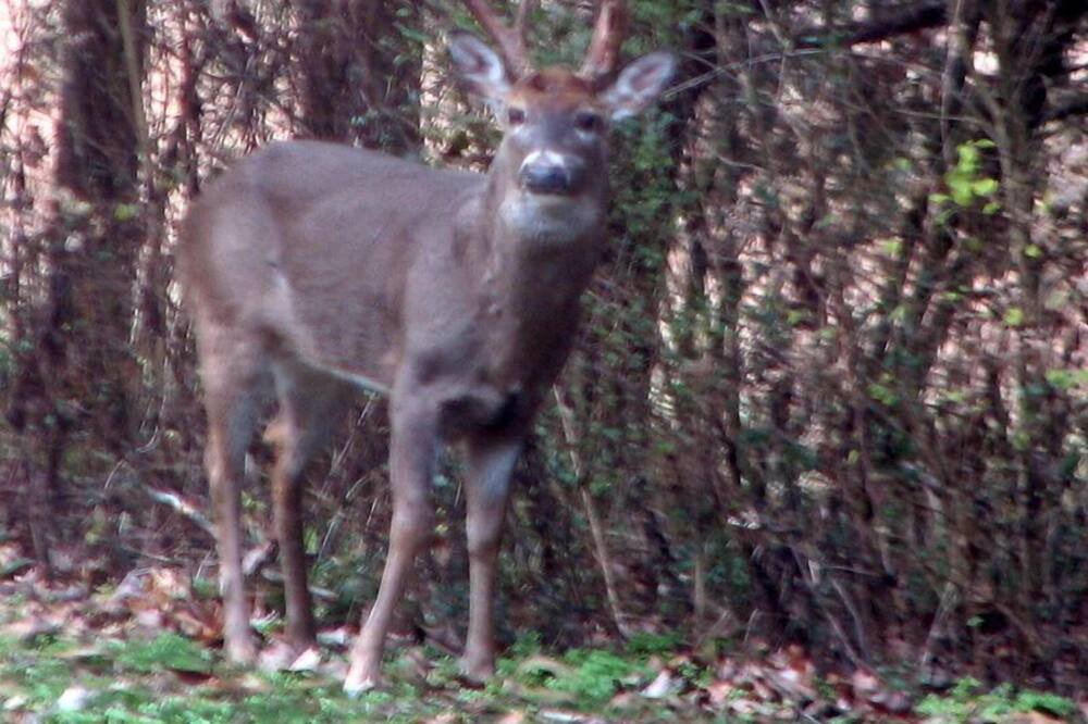 Photo of Others in Lynchburg