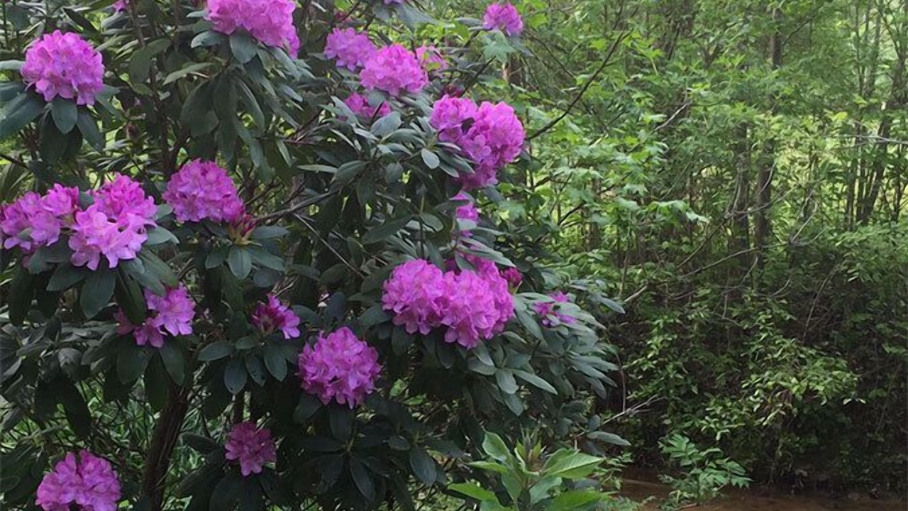 Photo of Outdoor in Kernersville