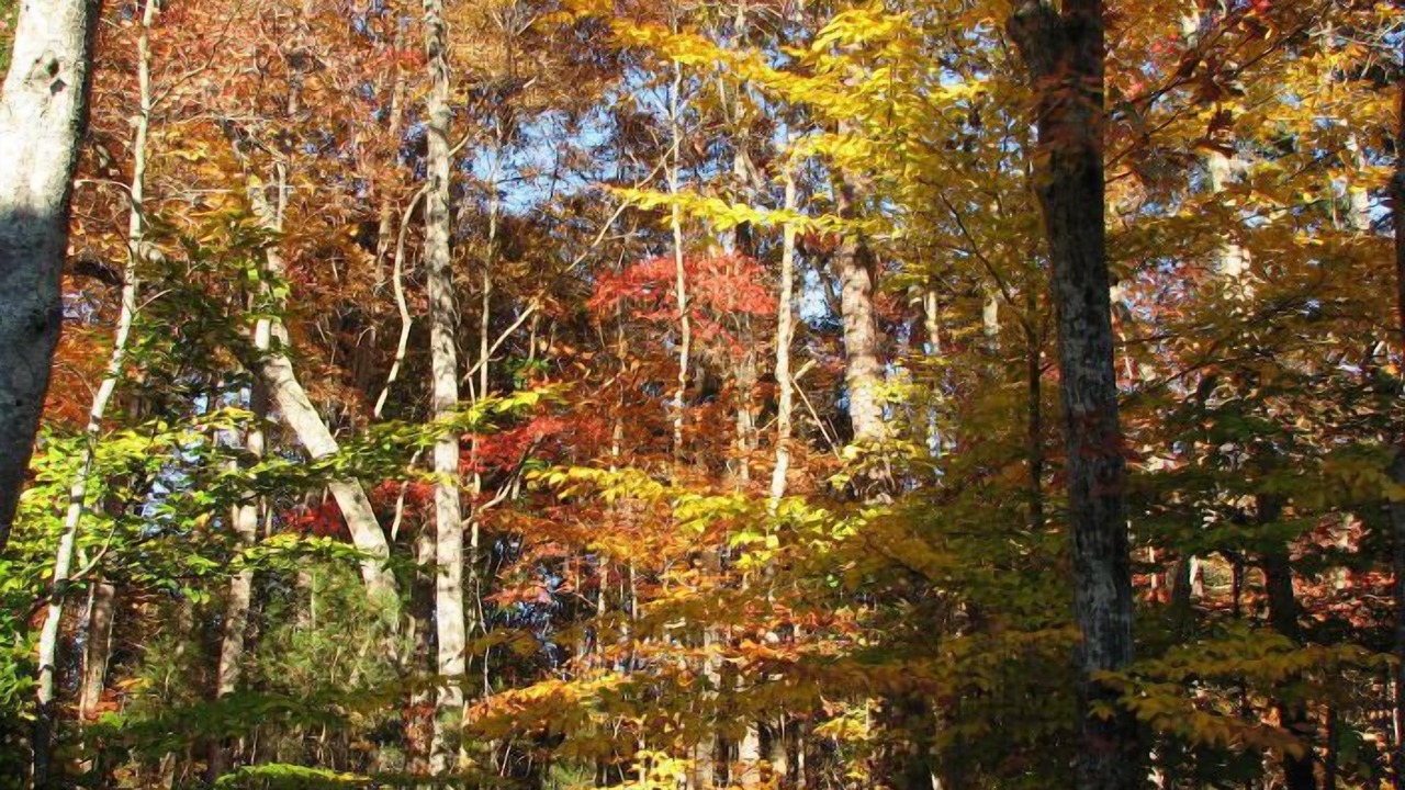 Photo of Outdoor in Kernersville