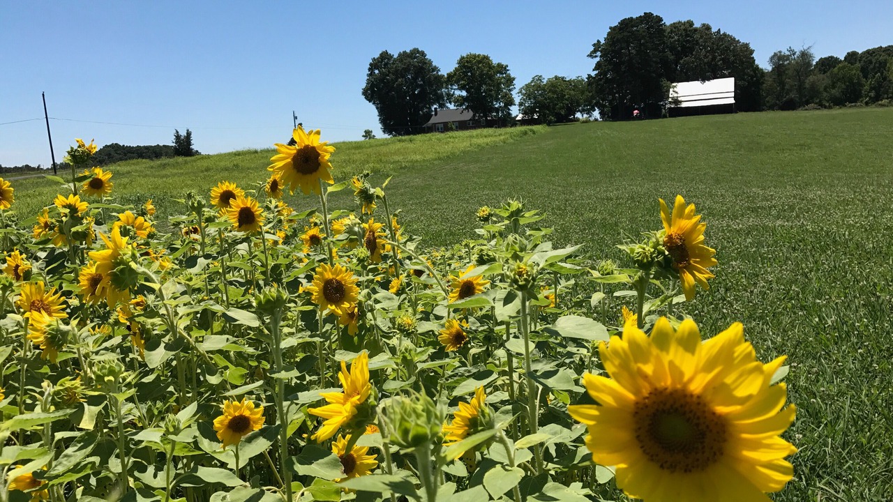 Photo of Outdoor in Albemarle