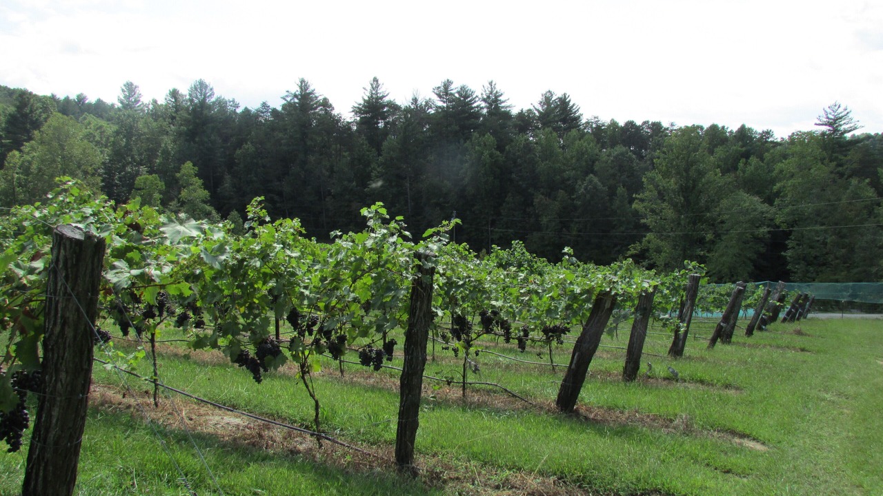 Photo of Outdoor in Traphill