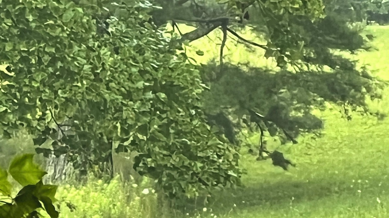 Photo of Others in Laurel Springs