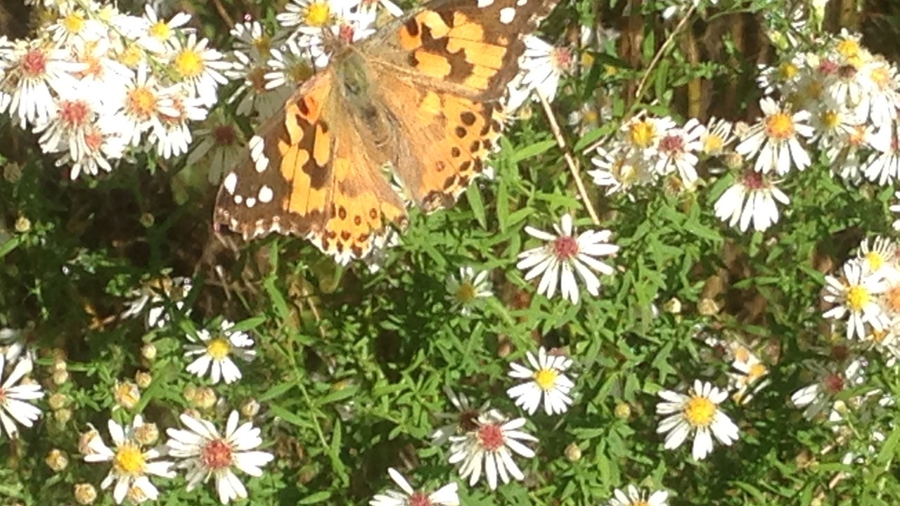 Photo of Outdoor in Kitty Hawk