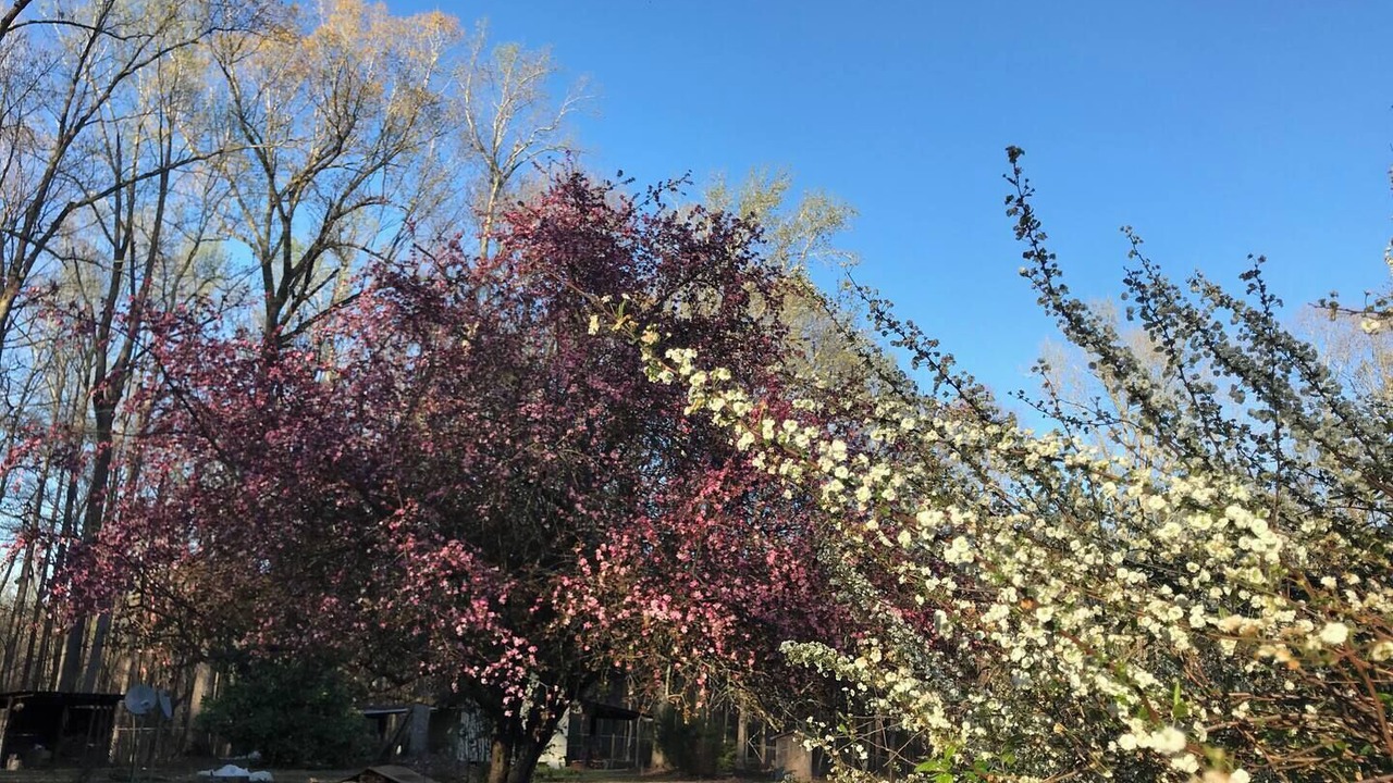 Photo of Outdoor in Siler City